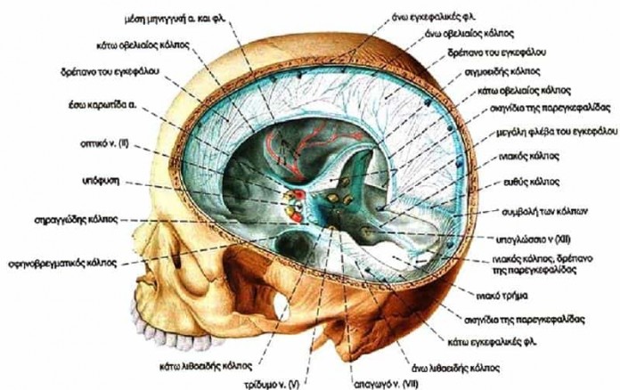 Υπόφυση Εγκεφάλου - Όλη η Αλήθεια. Σας ενδφιαφέρει