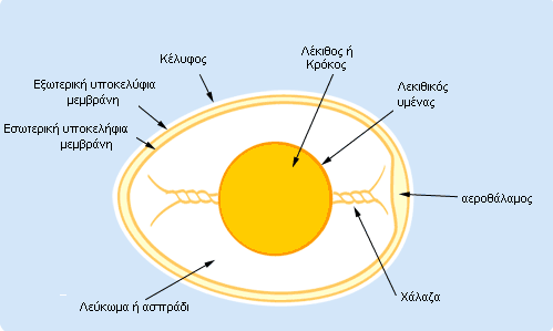 ανατομία αυγού